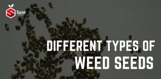 types of weed seeds