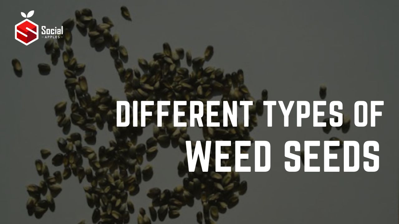 types of weed seeds